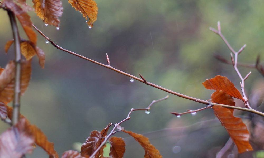 Regen II von Vincebo 