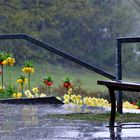 Regen im Botanischen Garten