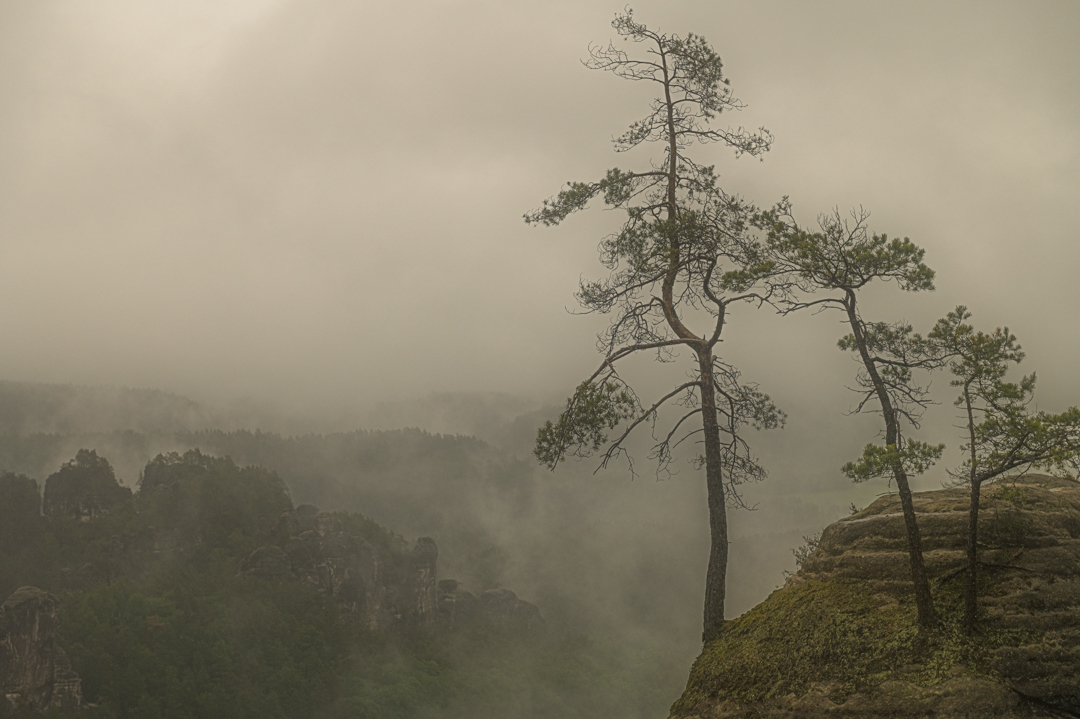 Regen im Elbsandsteingebirge