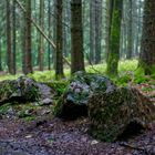 Regen im Fichtenwald