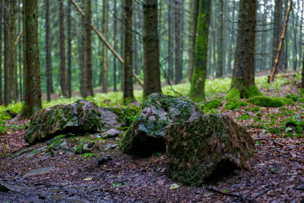 Regen im Fichtenwald