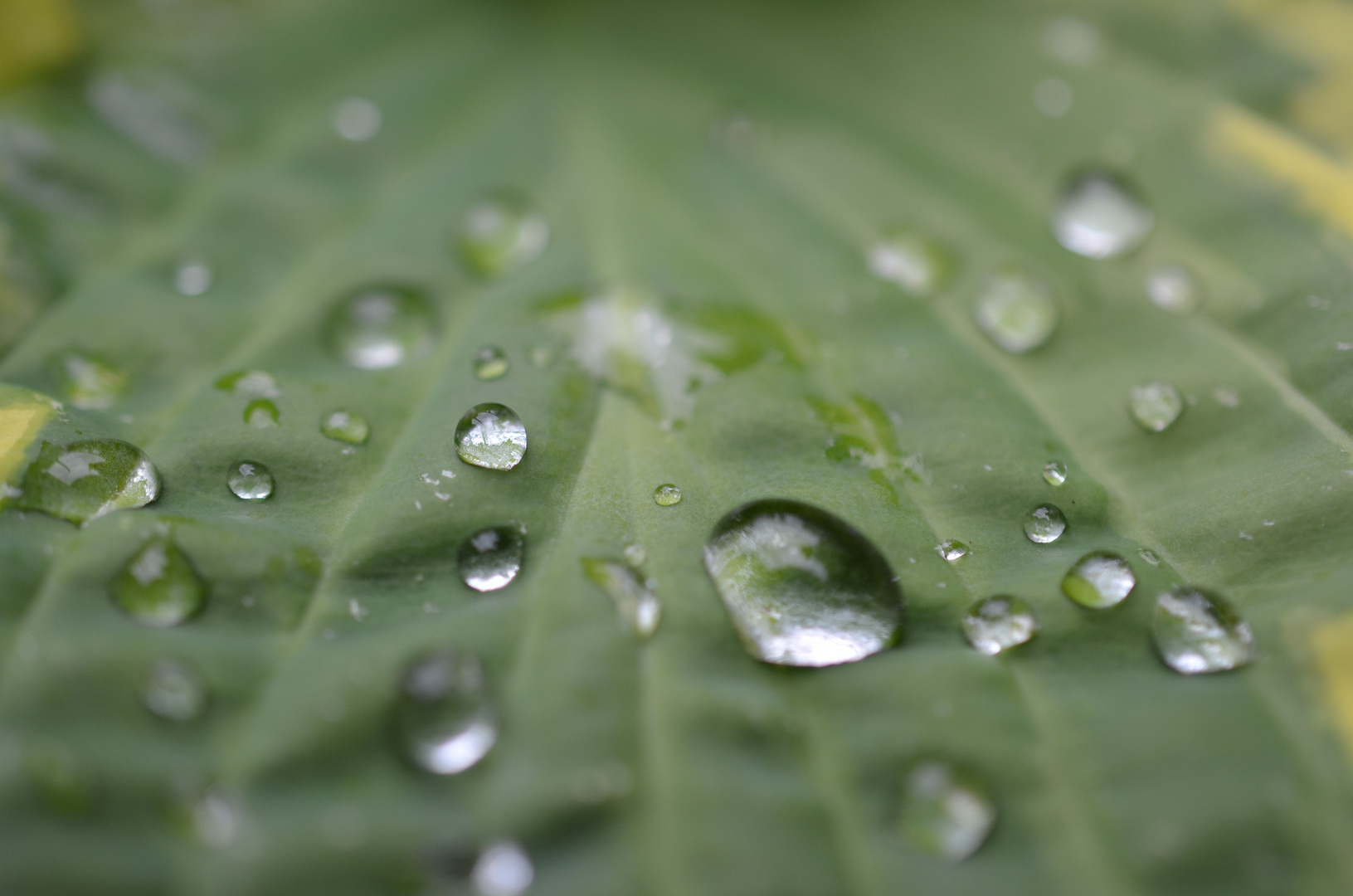 Regen im Frühling