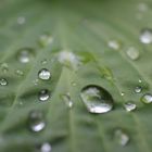 Regen im Frühling