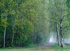 Regen im Fußbergmoos