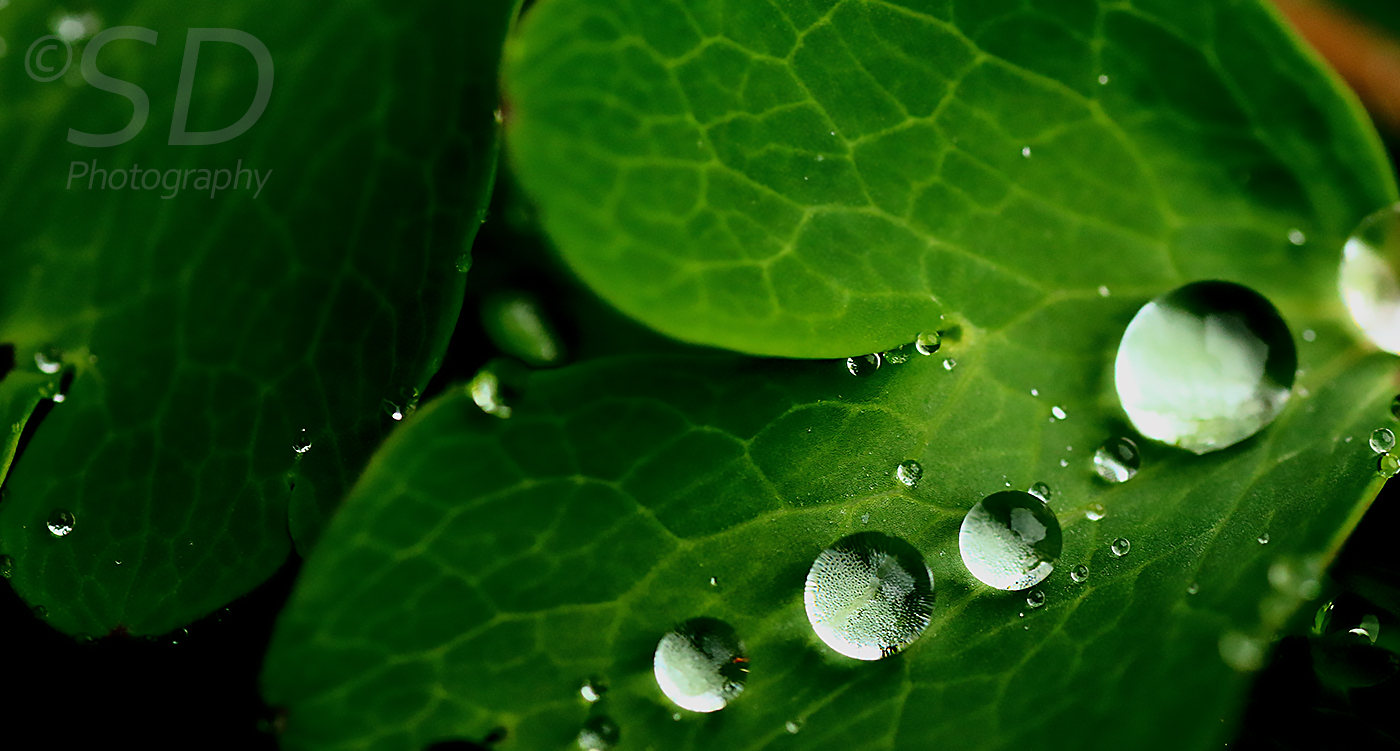 Regen im Garten I