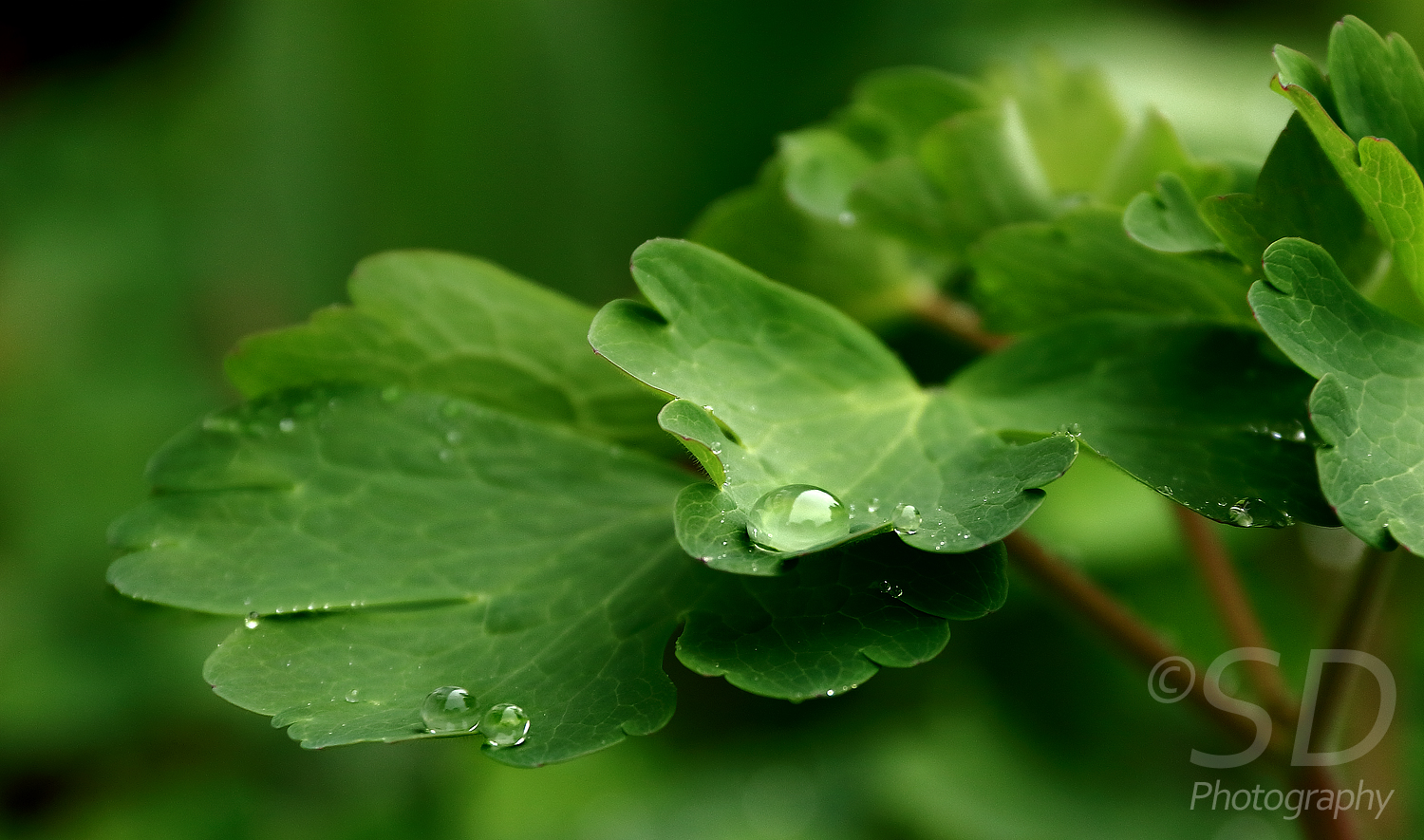 Regen im Garten II