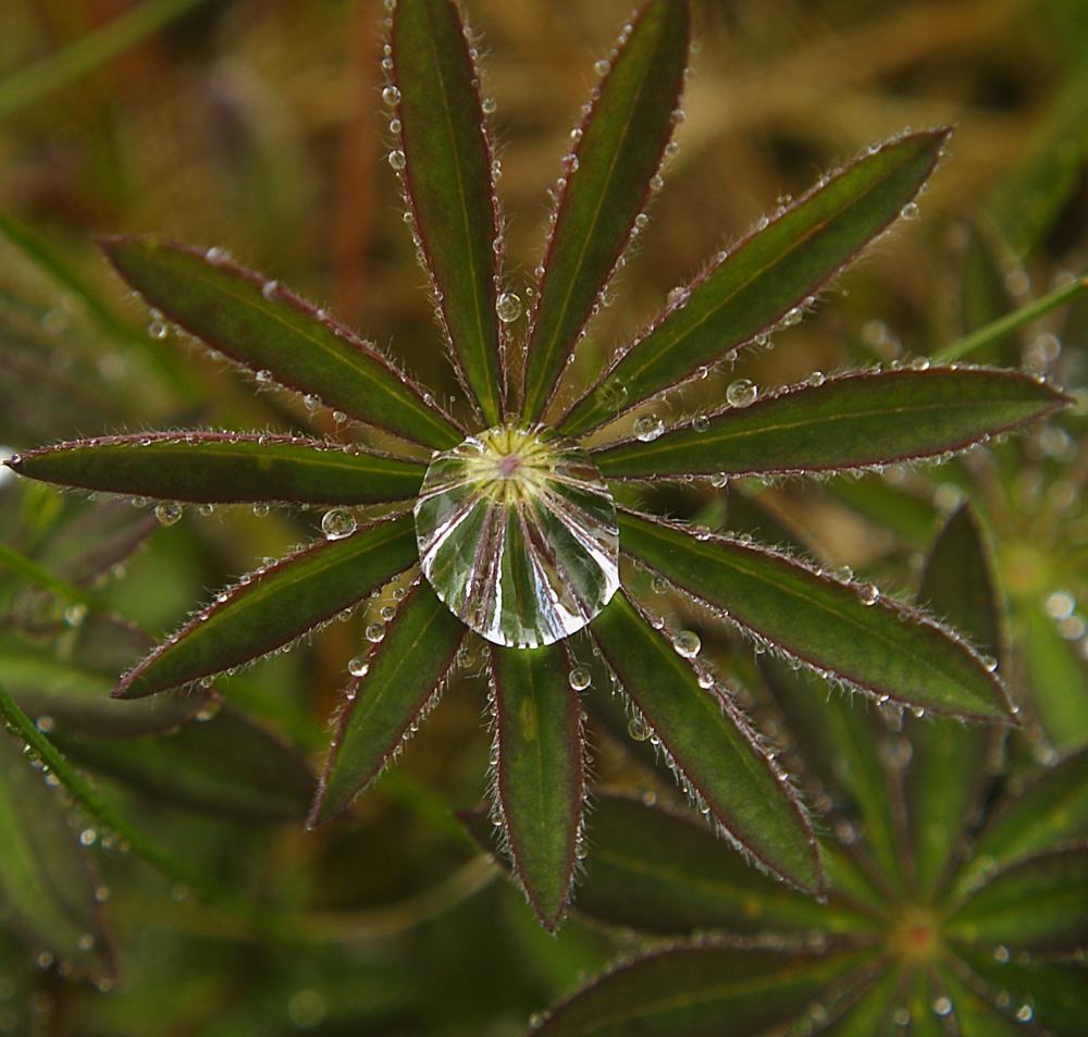 Regen im Gras