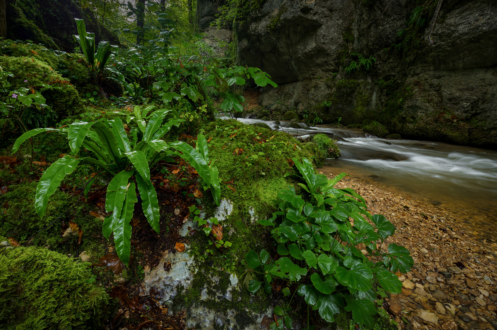 Regen im Kaltbrunnental