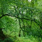 Regen im Laubwald