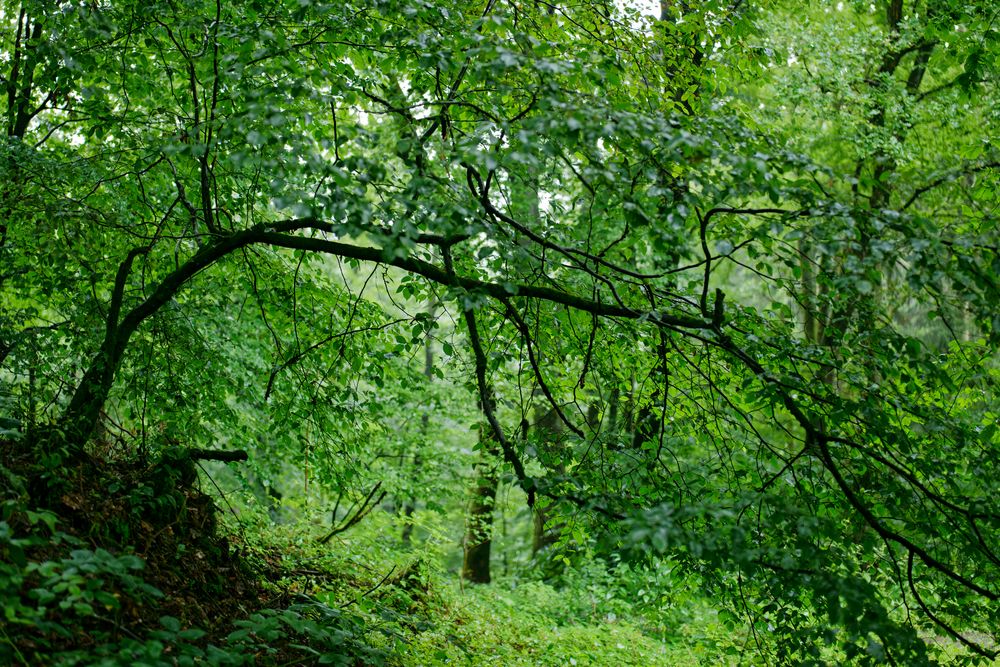 Regen im Laubwald