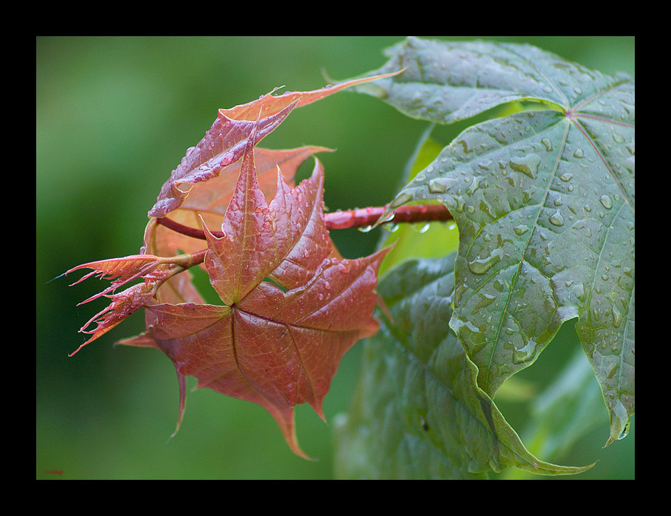 --- Regen im Mai II ---