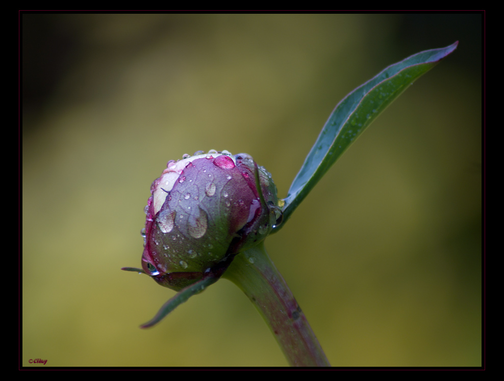 --- Regen im Mai III ---