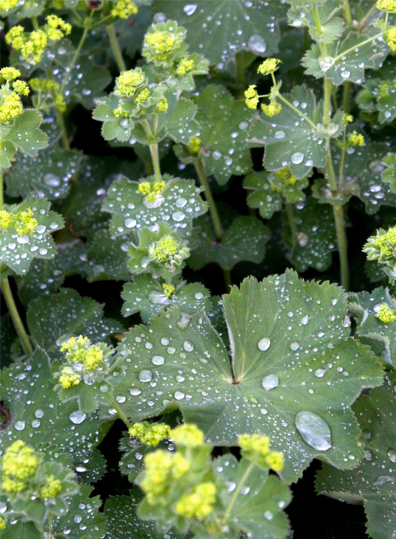 Regen im Park.