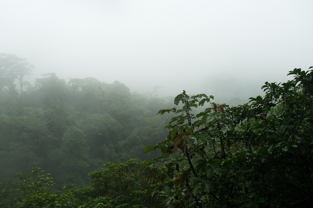 Regen  im Regenwald  Foto Bild north america central 