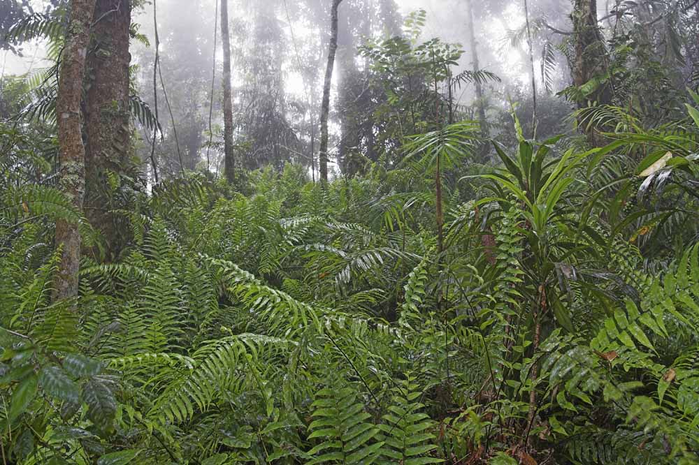 Regen im Regenwald