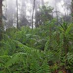 Regen im Regenwald