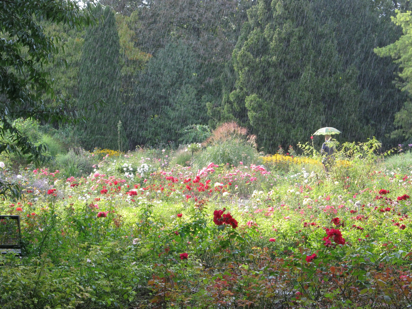 Regen im Rosengarten