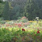 Regen im Rosengarten