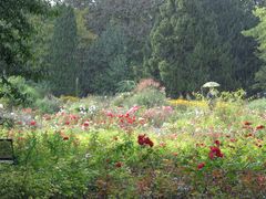 Regen im Rosengarten