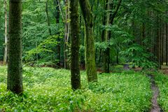 Regen im Sommerwald (3)