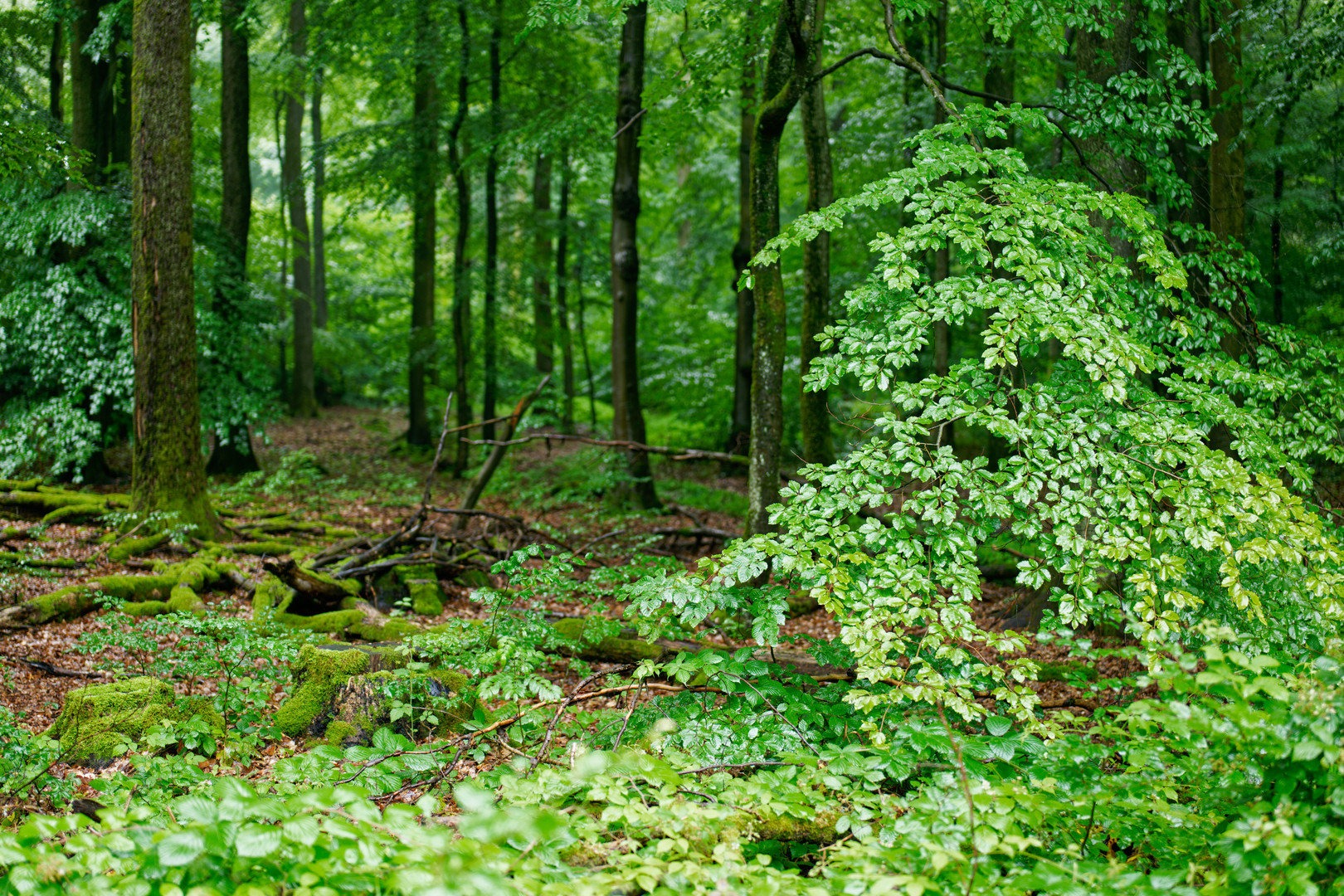 Regen im Sommerwald  (4)