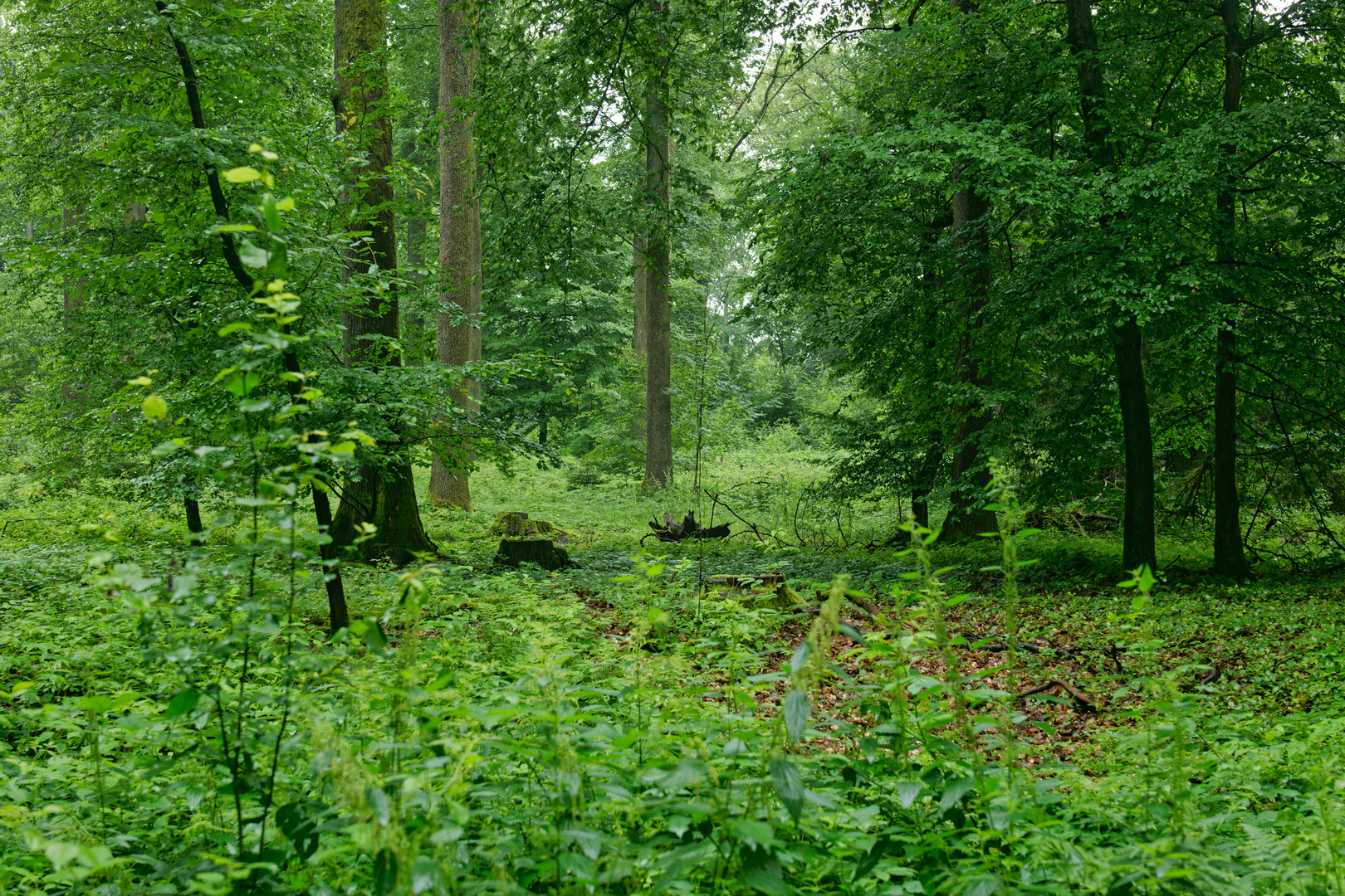 Regen im Sommerwald