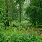 Regen im Sommerwald