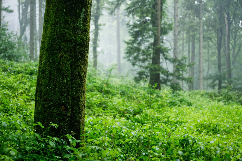 Regen im Sommerwald