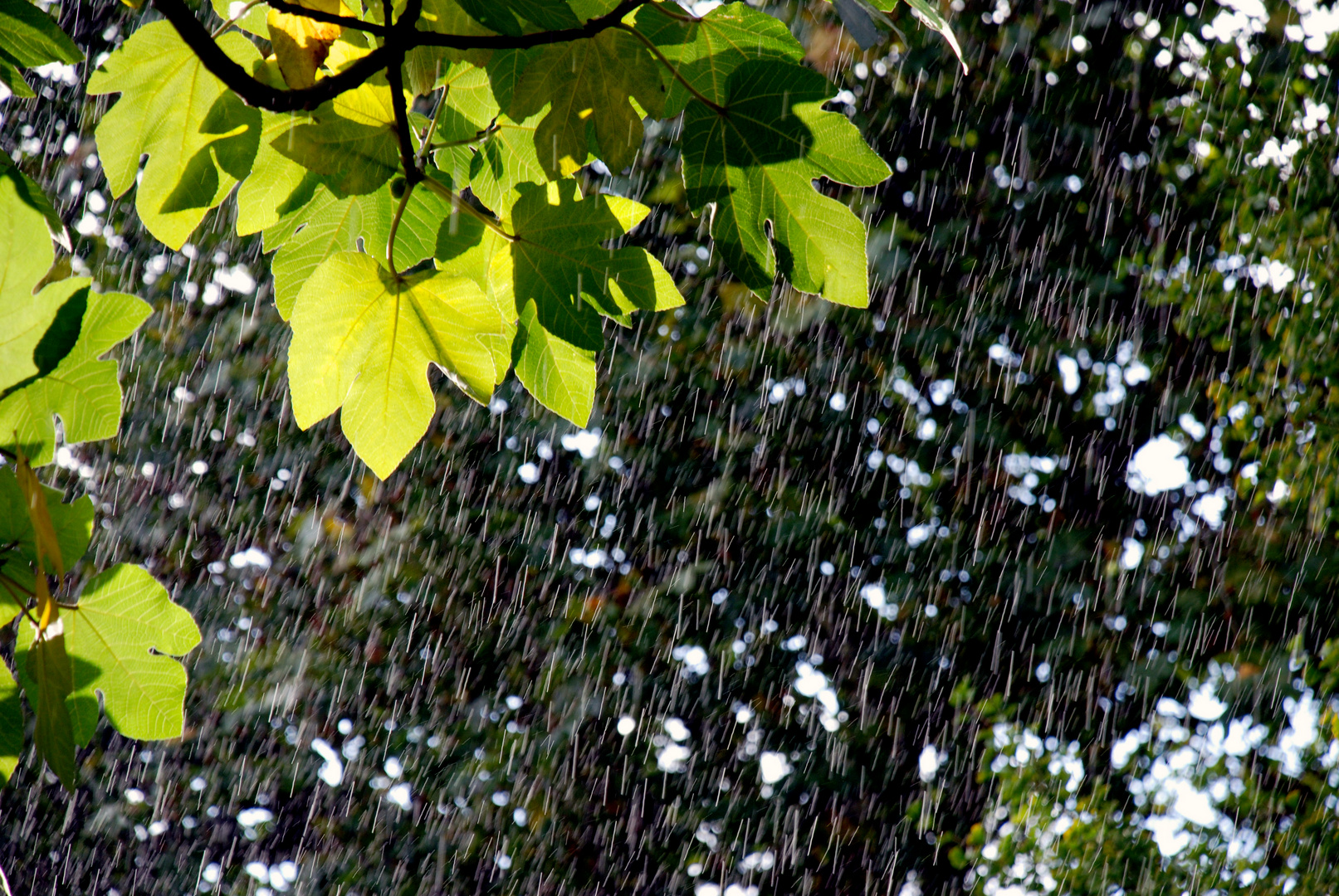 Regen im St. James Park, London, Oktober 2010