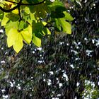 Regen im St. James Park, London, Oktober 2010