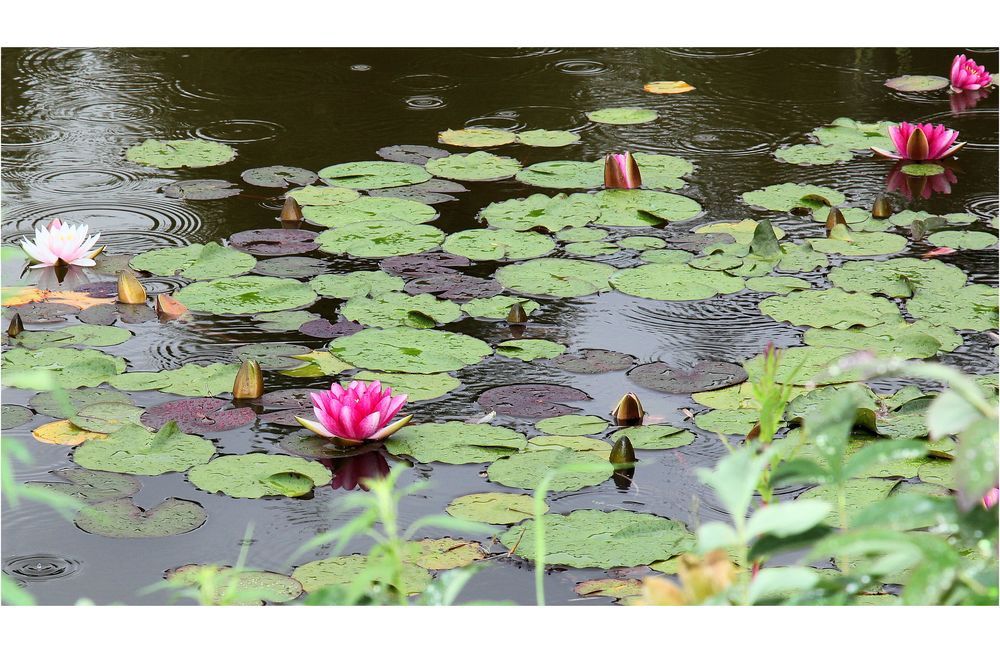 regen im teich... Foto & Bild regenfotos, wetter, natur Bilder auf