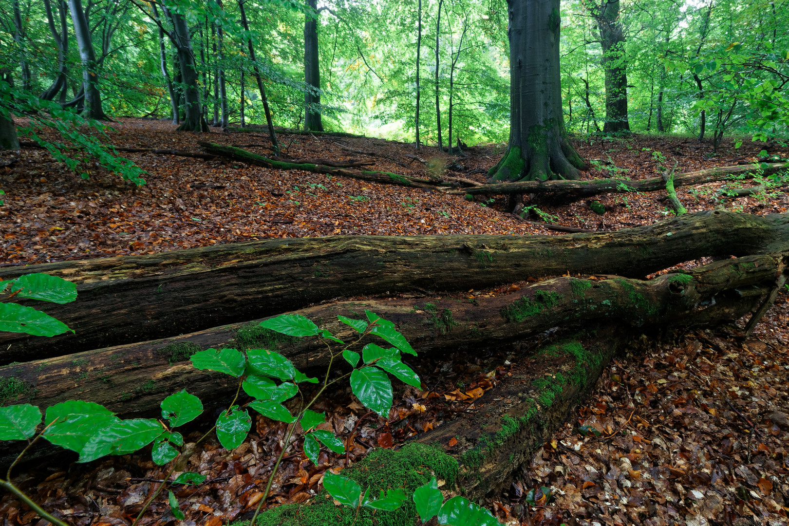 Regen im Urwald#1