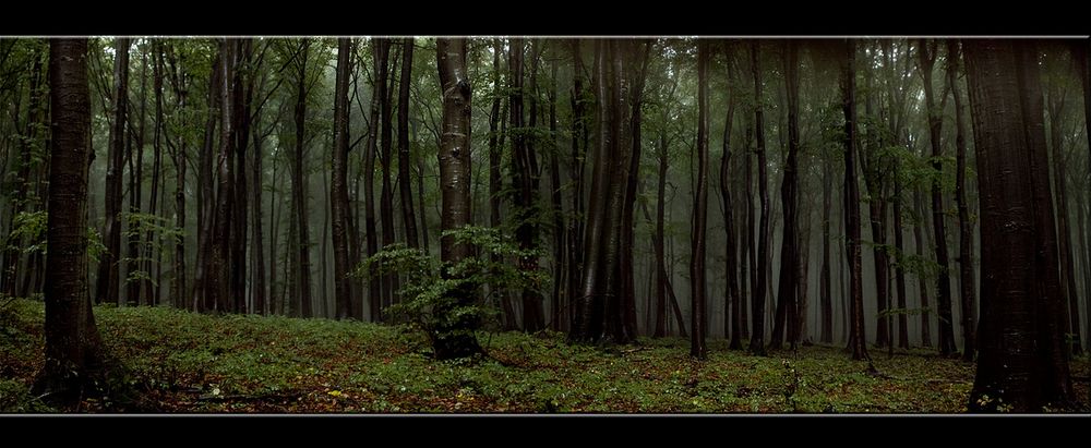 REGEN im Wald