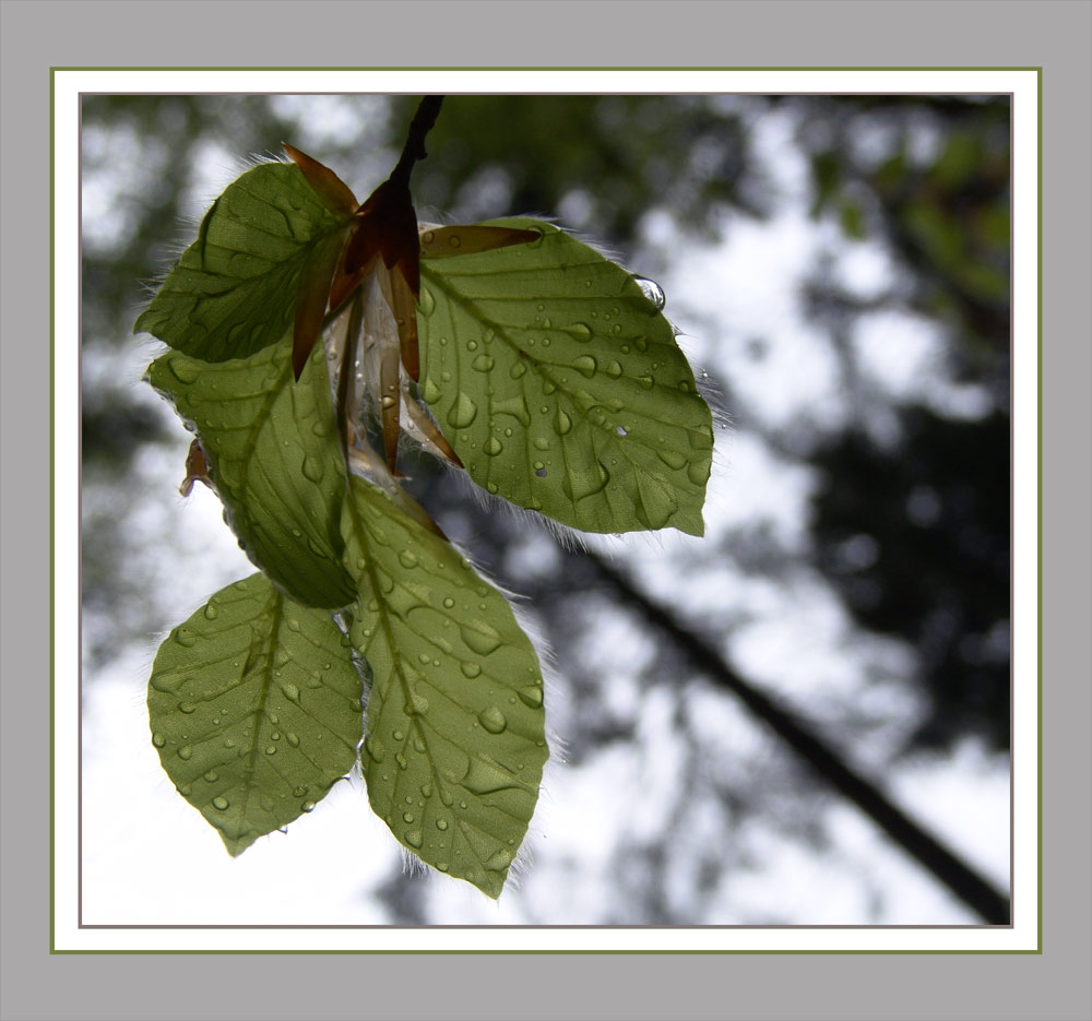 Regen im Wald