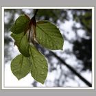 Regen im Wald