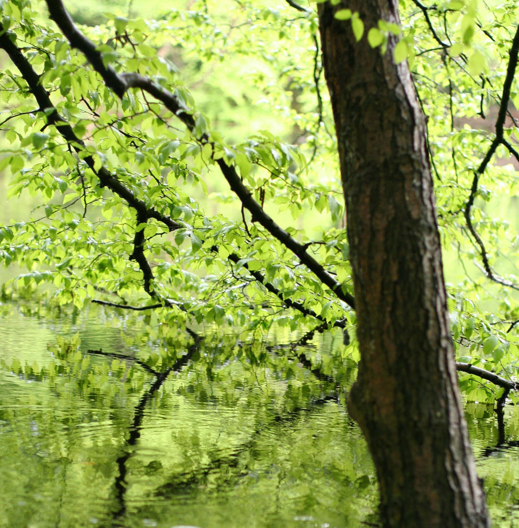 REGEN im WALD