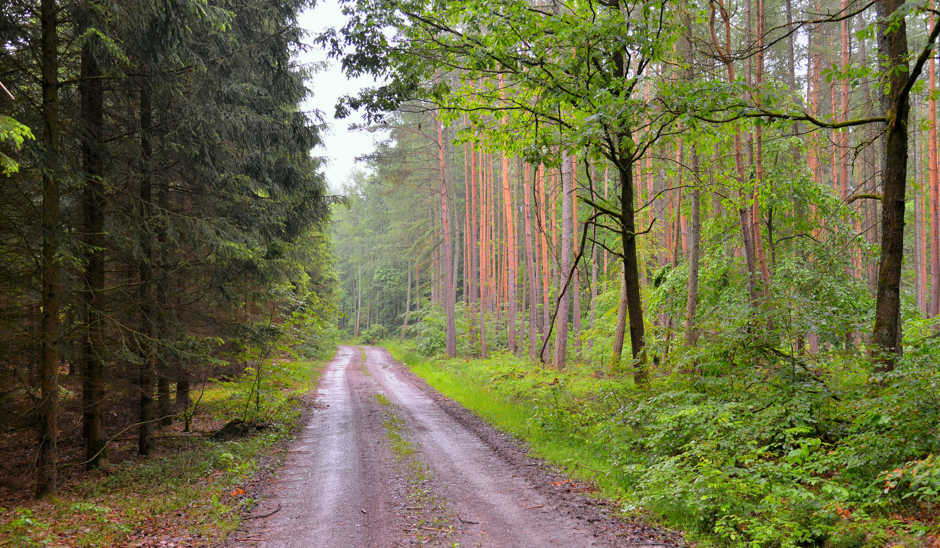 Regen im Wald III (lluvia en el bosque III)