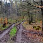 Regen im Wald (Lluvia en el bosque)