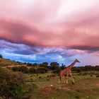 Regen in Afrika