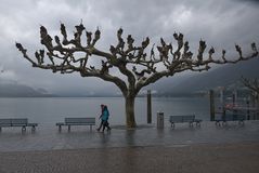 Regen in Ascona (2)