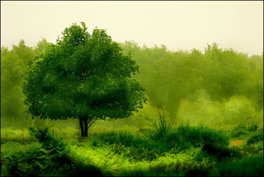 Regen in der Heide