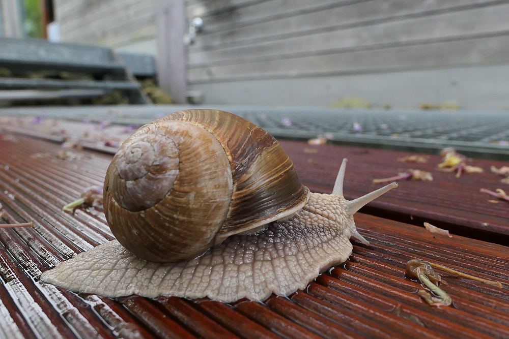 Regen in der Rhön: Finden Weinbergschnecken schön