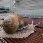 Regen in der Rhön: Finden Weinbergschnecken schön