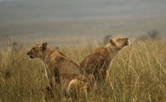 Regen in der Savanne  ( Wildlife )