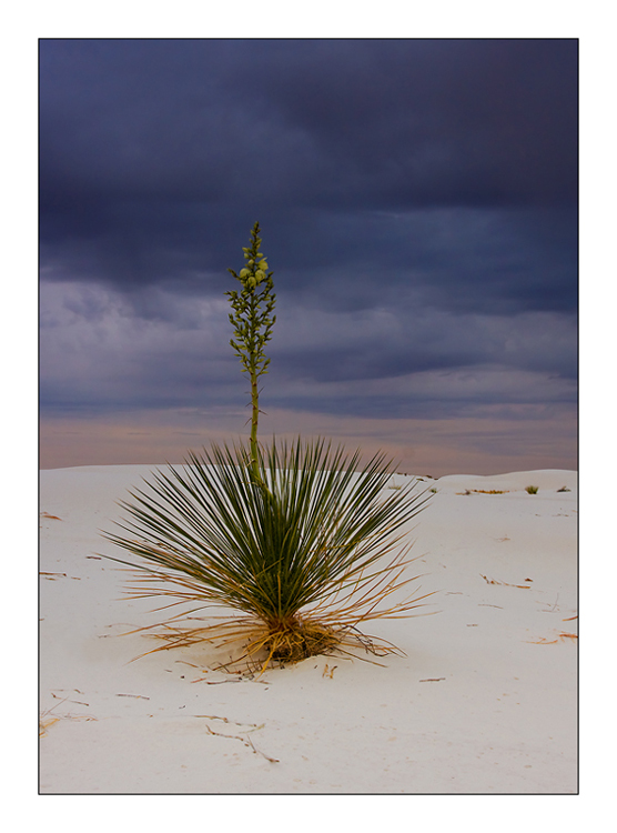 Regen in White Sands ...