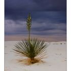 Regen in White Sands ...