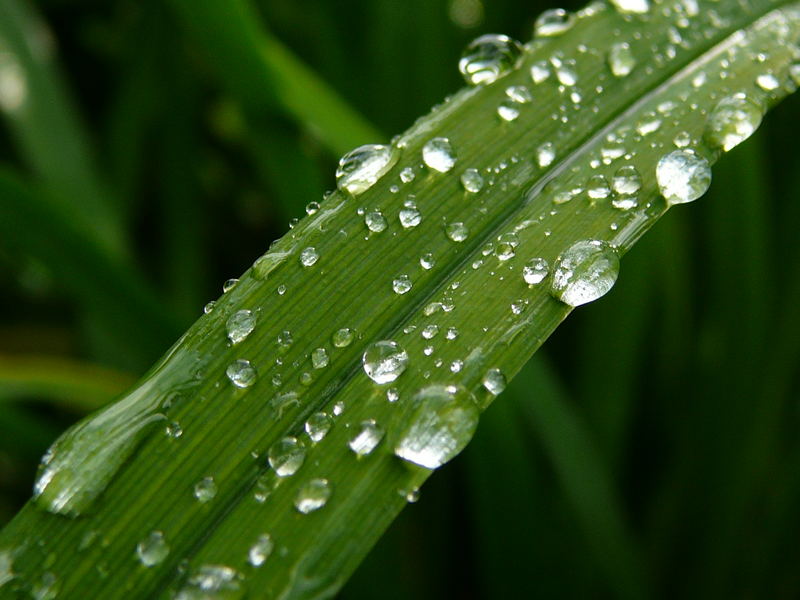 Regen ist auch schön,....wenn er eine Pause macht