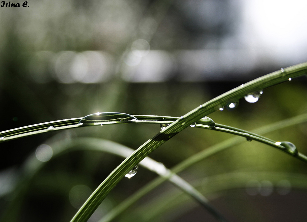 regen ist wundervoll.aber erst ie sonne danach lässt es glitzern