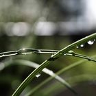 regen ist wundervoll.aber erst ie sonne danach lässt es glitzern