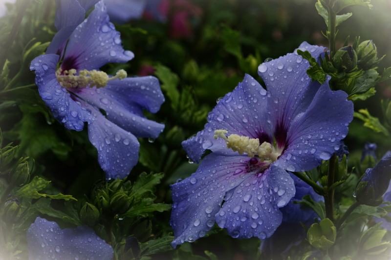 Regen kann auch schöne Fotos zaubern